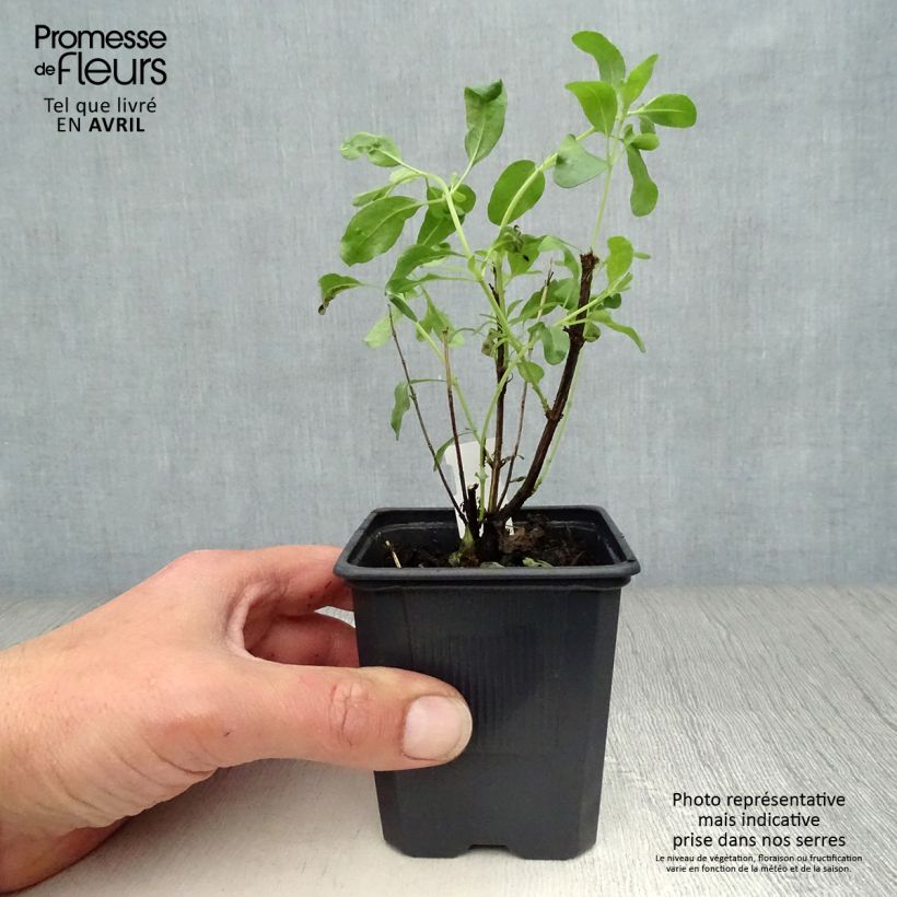 Exemplaar van Salvia greggii Alba - Herfstsalie Kweekpotje van 8/9 cm zoals geleverd in de lente