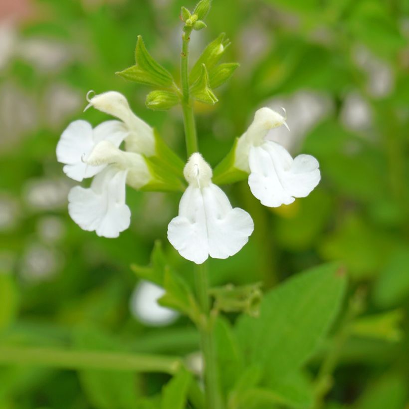 Salvia greggii Alba - Herfstsalie (Bloei)