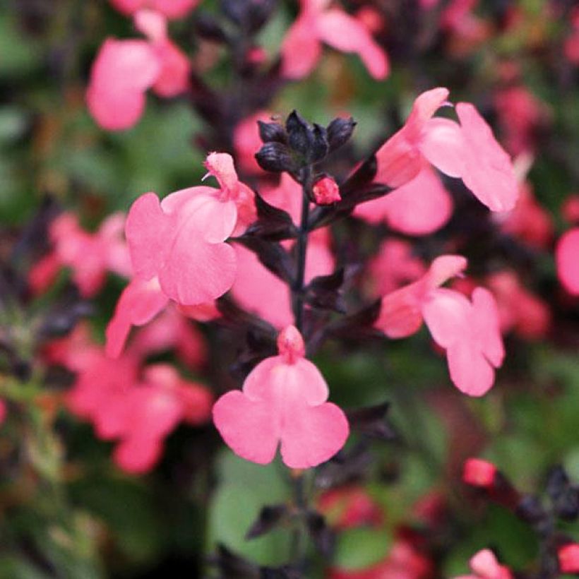 Salvia greggii Mirage Salmon - Herfstsalie (Bloei)