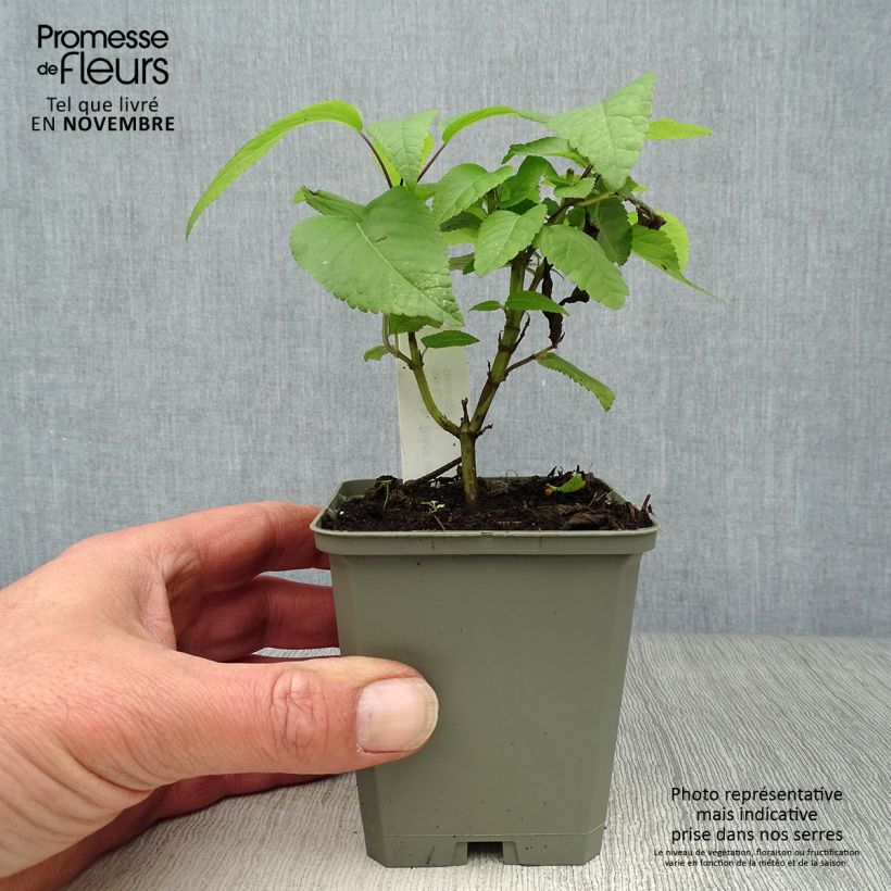 Exemplaar van Salvia guaranitica Black and Blue - Reuzensalie Kweekpotje van 7/8 cm zoals geleverd in de herfst