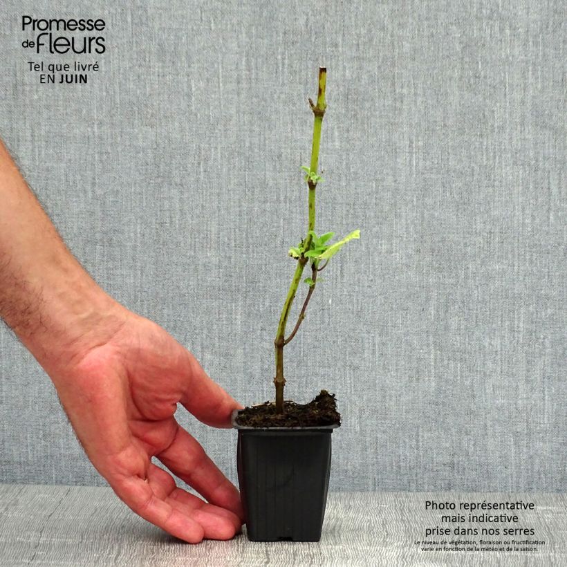 Exemplaar van Salvia guaranitica Black and Blue - Reuzensalie Kweekpotje van 7/8 cm zoals geleverd in de zomer