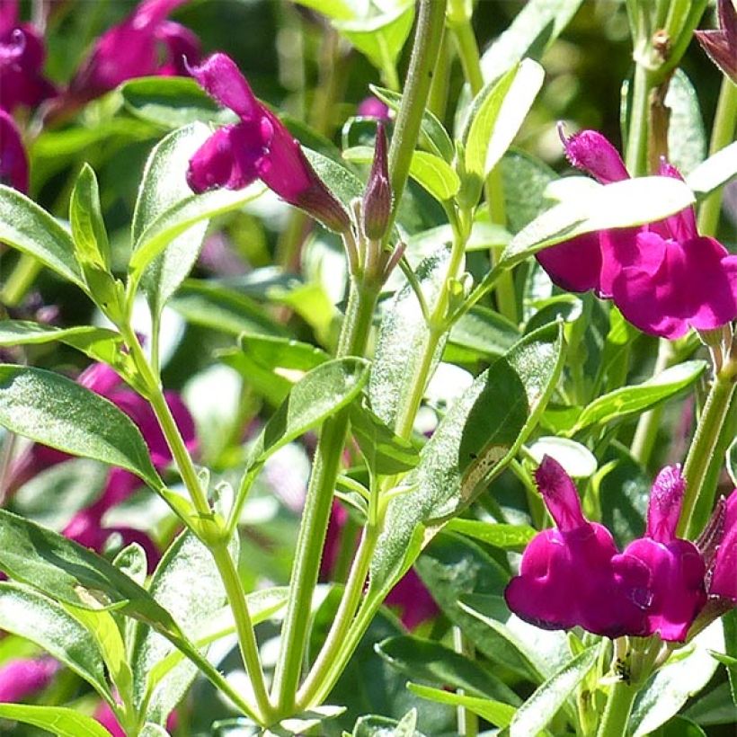 Salvia jamensis Raspberry Royal - Struiksalie (Foliage)