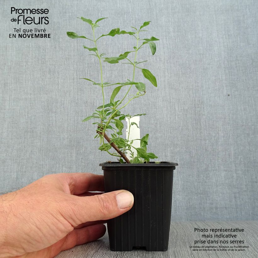 Exemplaar van Salvia jamensis Raspberry Royal - Struiksalie Kweekpotje van 8/9 cm zoals geleverd in de herfst