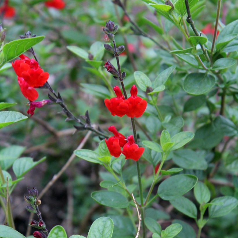 Salvia microphylla Royal Bumble - Struiksalie (Bloei)