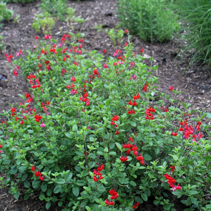 Salvia microphylla Royal Bumble - Struiksalie (Groeiplaats)