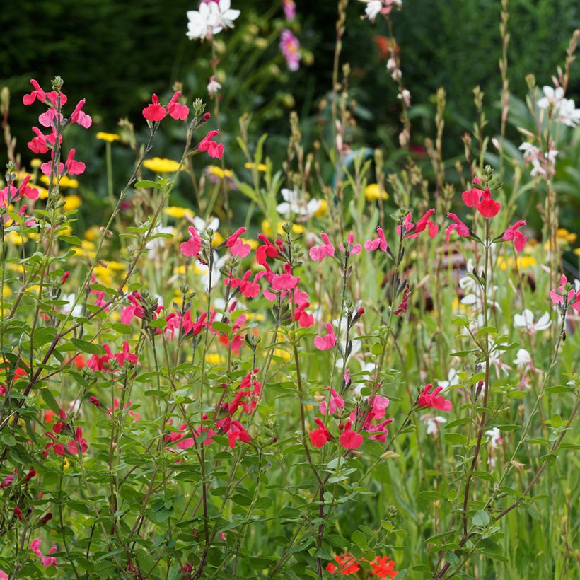 Salvia microphylla grahamii - Struiksalie (Groeiplaats)