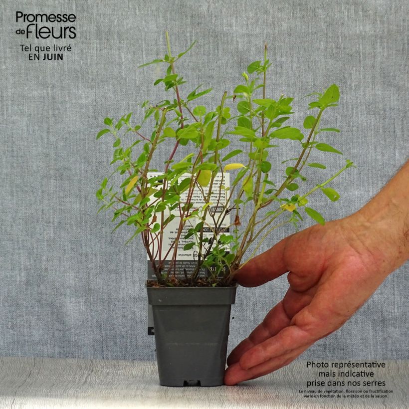 Exemplaar van Salvia microphylla grahamii - Struiksalie Kweekpotje van 7/8 cm zoals geleverd in de zomer