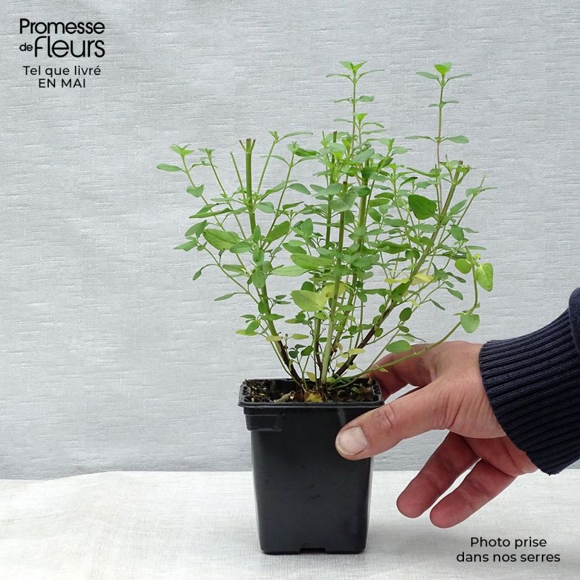 Example of Salvia microphylla grahamii - Struiksalie Kweekpotje van 7/8 cm as you get in printemps