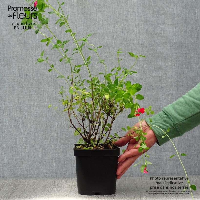 Exemplaar van Salvia microphylla grahamii - Struiksalie Pot van 2 l/3 l zoals geleverd in de zomer