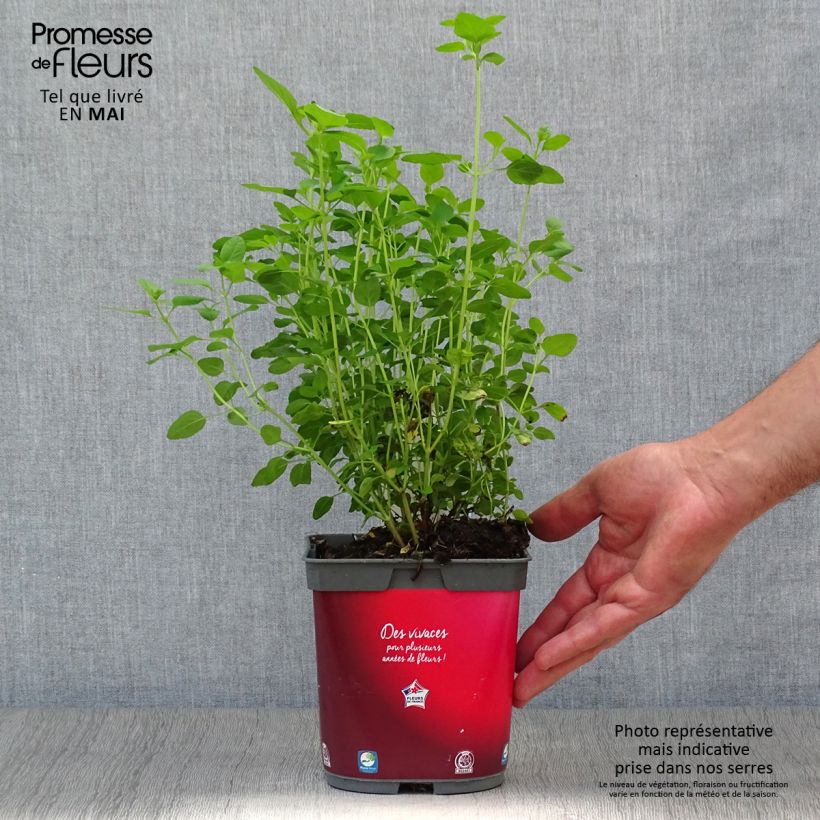 Example of Salvia microphylla grahamii - Struiksalie Pot van 2 l/3 l as you get in printemps