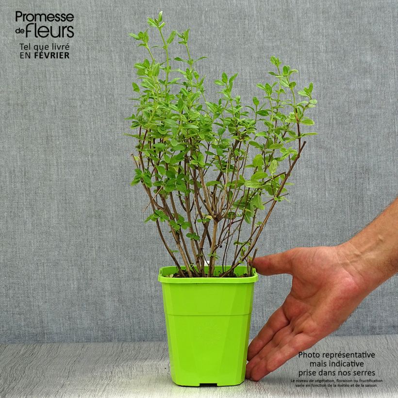 Exemplaar van Sauge arbustive So Cool Pale Blue - Salvia microphylla Pot de 1L/1,5L zoals geleverd in de herfst