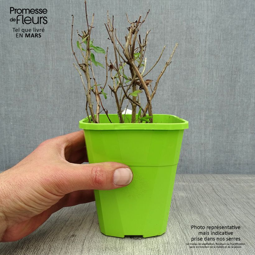 Exemplaar van Salvia microphylla So Cool Pale Blue - Struiksalie Pot van 1 l/1,5 l zoals geleverd in de lente