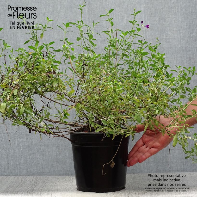 Exemplaar van Salvia jamensis Violette de Loire Barsal - Struiksalie Pot van 4 l/5 l zoals geleverd in de herfst