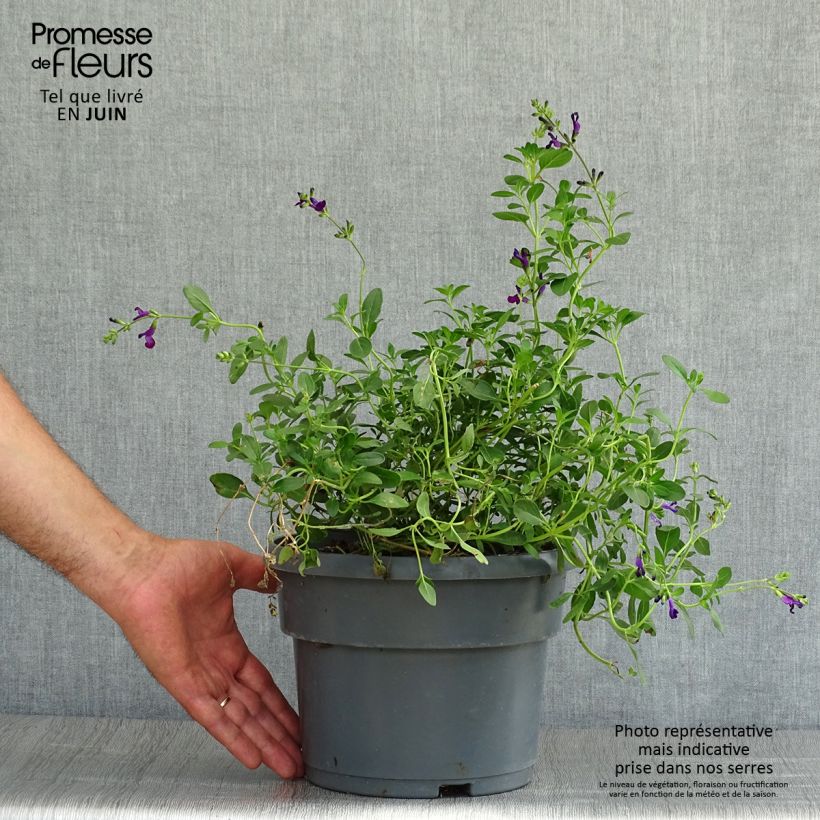 Exemplaar van Salvia jamensis Violette de Loire Barsal - Struiksalie Pot van 4 l/5 l zoals geleverd in de zomer