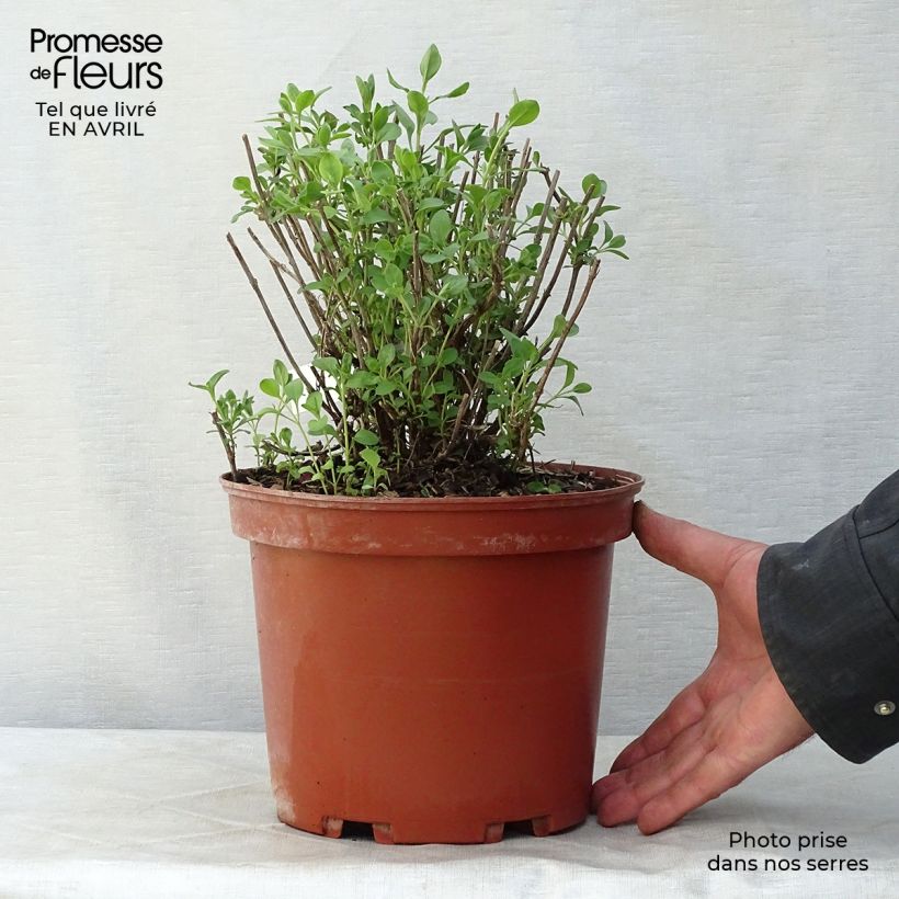 Exemplaar van Salvia jamensis Violette de Loire Barsal - Struiksalie Pot van 4 l/5 l zoals geleverd in de lente