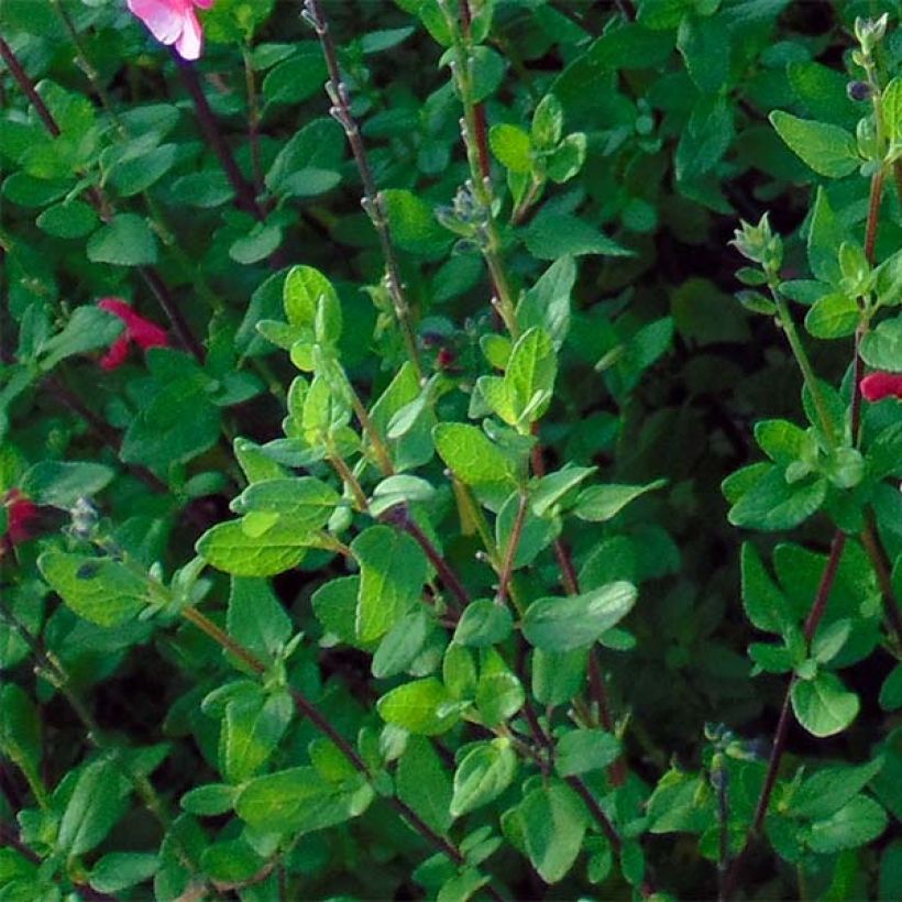 Salvia microphylla grahamii - Struiksalie (Foliage)