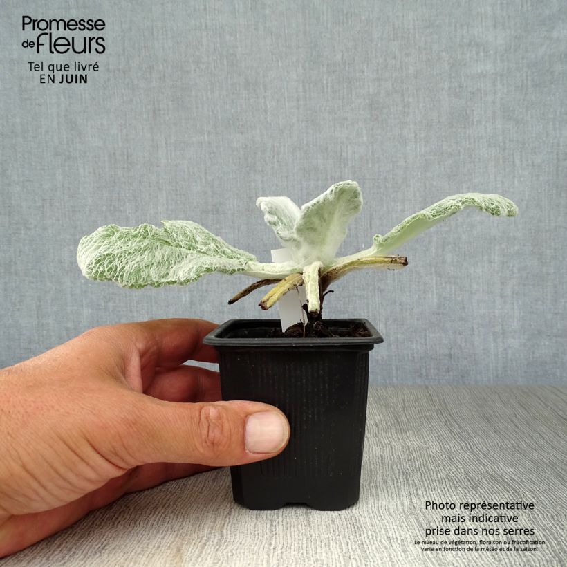 Exemplaar van Salvia argentea - Zilversalie Kweekpotje van 8/9 cm zoals geleverd in de zomer