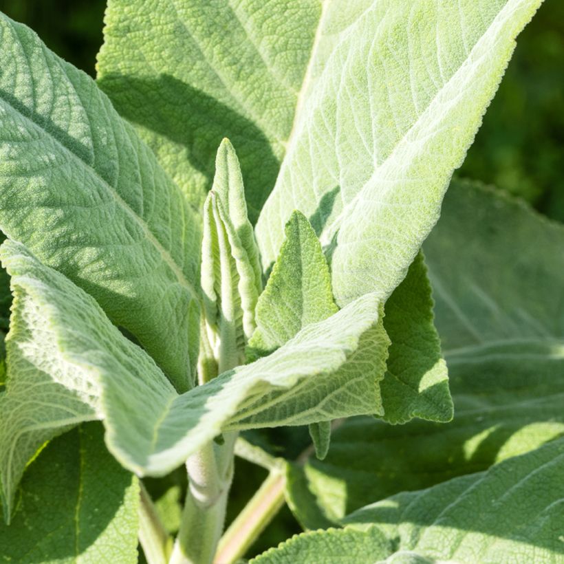 Salvia coahuilensis - Salie (Blad)