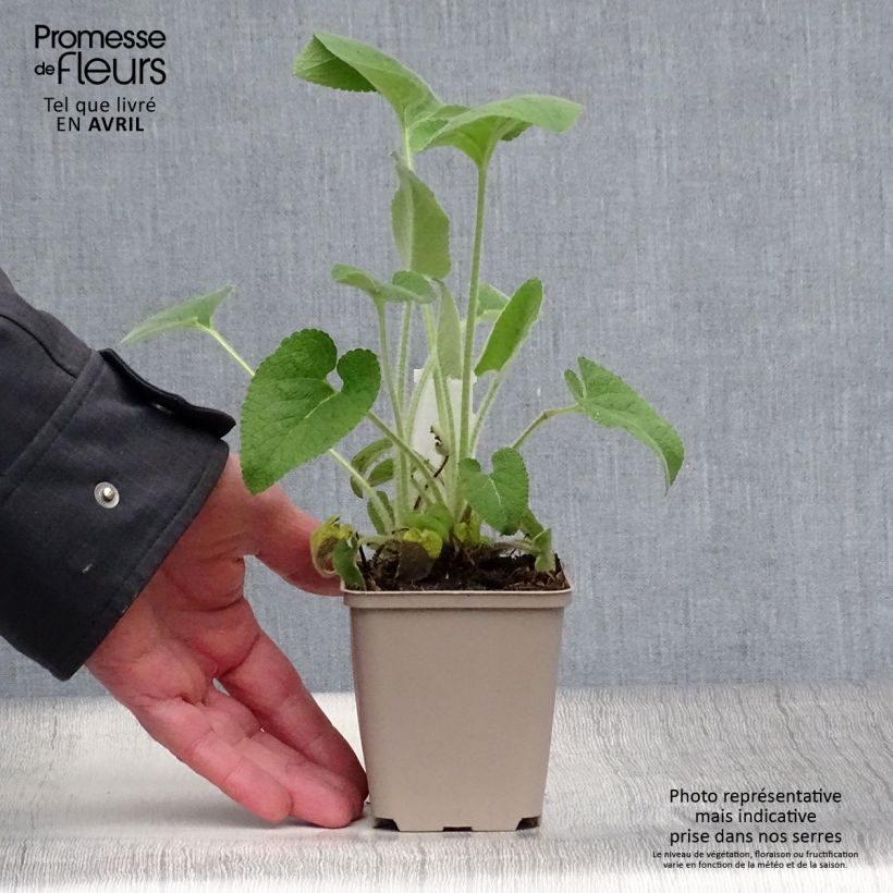 Exemplaar van Phlomis samia - Brandkruid Kweekpotje van 8/9 cm zoals geleverd in de lente