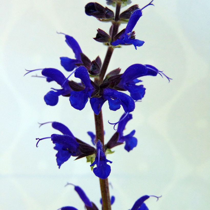 Salvia nemorosa Viola Klose - Bossalie (Bloei)