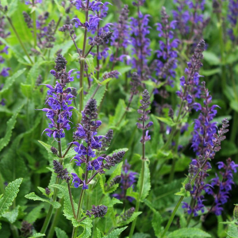 Salvia nemorosa Viola Klose - Bossalie (Bloei)