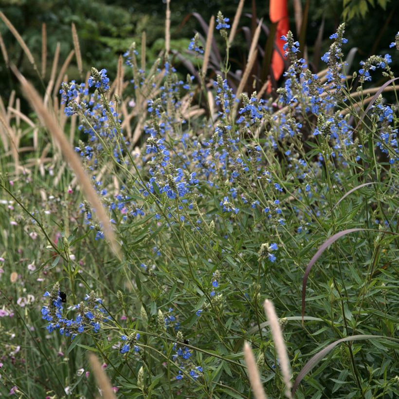 Salvia uliginosa - Moerassalie (Groeiplaats)