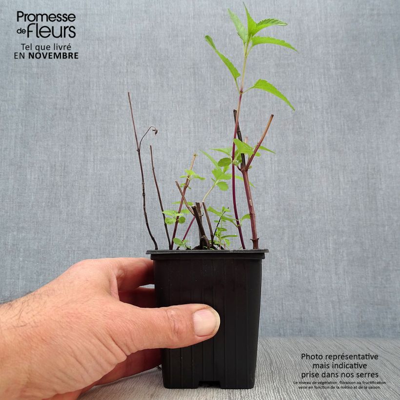 Exemplaar van Salvia uliginosa - Moerassalie Kweekpotje van 7/8 cm zoals geleverd in de herfst