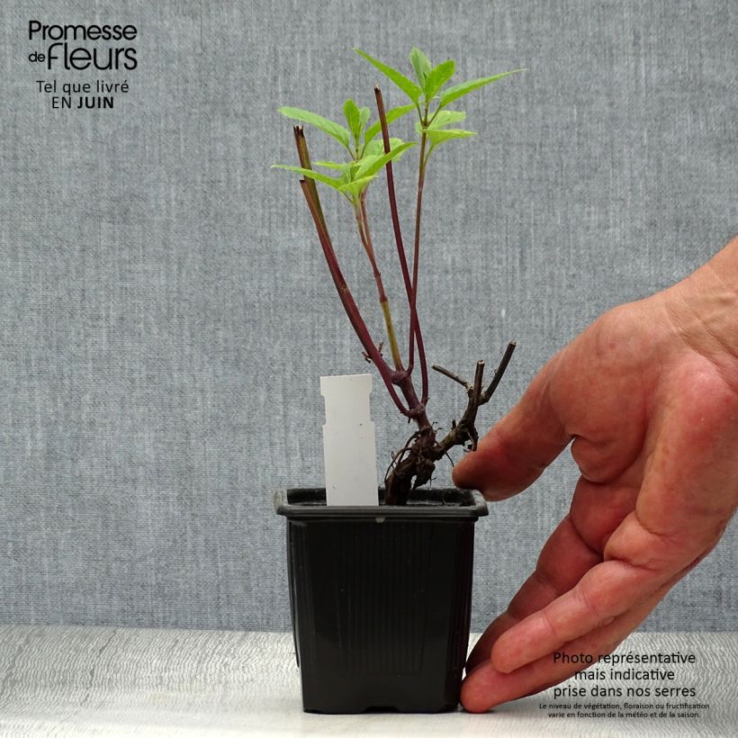 Exemplaar van Salvia uliginosa - Moerassalie Kweekpotje van 7/8 cm zoals geleverd in de zomer