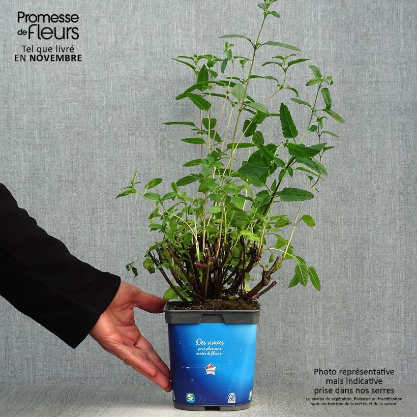 Exemplaar van Salvia uliginosa - Moerassalie Pot van 2 l/3 l zoals geleverd in de herfst