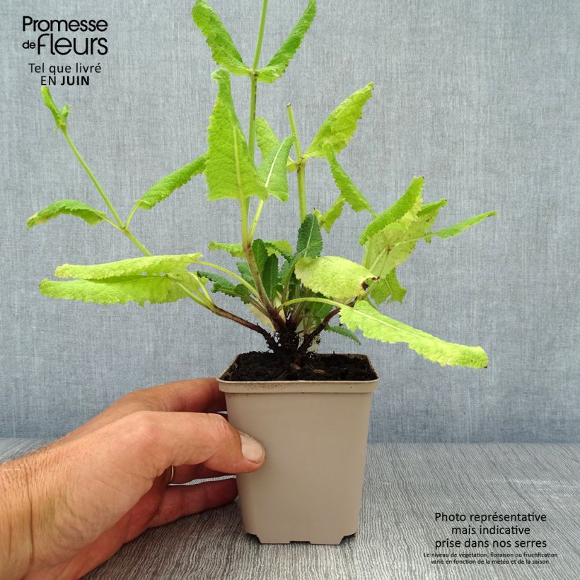Exemplaar van Salvia pratensis Pink Delight - Veldsalie Kweekpotje van 8/9 cm zoals geleverd in de zomer