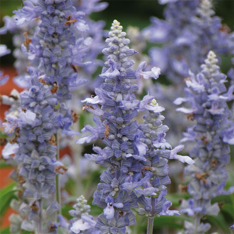 Salvia farinacea Sallyfun Sky Blue - Meelsalie (Bloei)