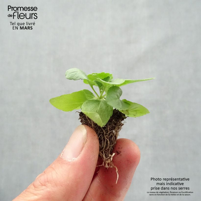 Exemplaar van Salvia farinacea Saga Bleue - Meelsalie Kluitplant: kluit 3,8 cm x 3,2 cm in een tray voor 16 planten zoals geleverd in de lente