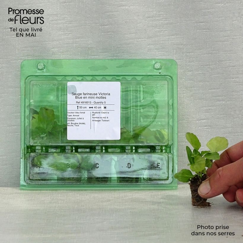 Exemplaar van Salvia farinacea Victoria Blue - Meelsalie Mini-mot Ø 3/4 cm zoals geleverd in de lente
