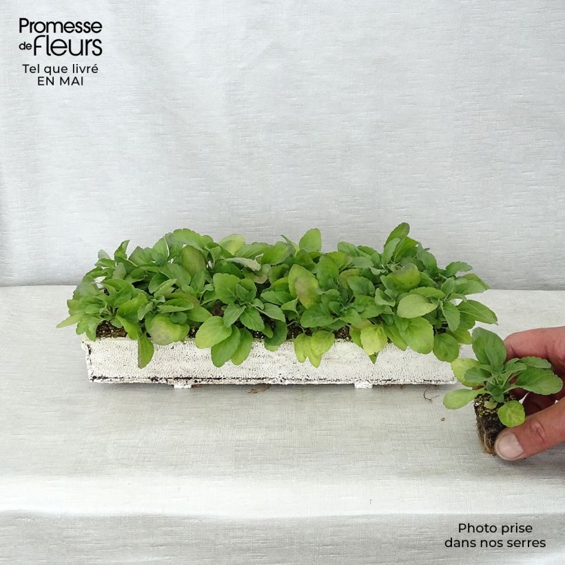 Exemplaar van Salvia farinacea Victoria Blue - Meelsalie Kluitplant: kluit 3,8 cm x 3,2 cm in een tray voor 16 planten zoals geleverd in de lente