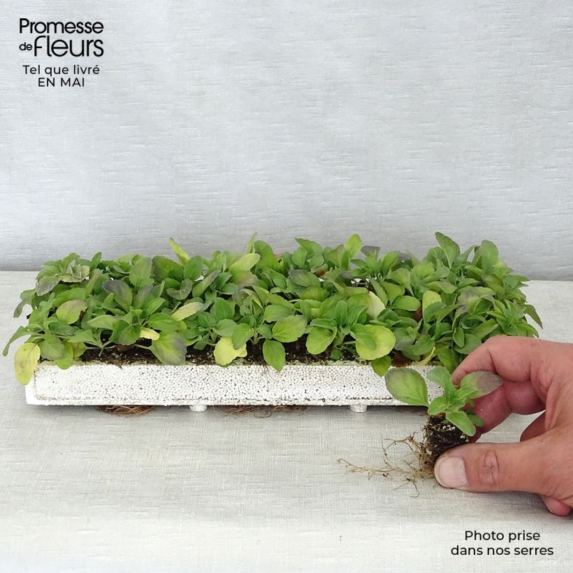 Exemplaar van Salvia farinacea Victoria Blue - Meelsalie Minimotte: kluitje van 2,2 cm x 2 cm in kweekplaat per 35 stuks zoals geleverd in de lente