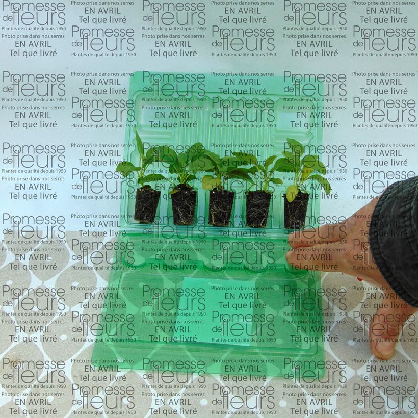 Voorbeeld van een exemplaar van Salie Victoria (Cirrus) - Meelsalie wit Mini-mot Ø 3/4 cm zoals geleverd