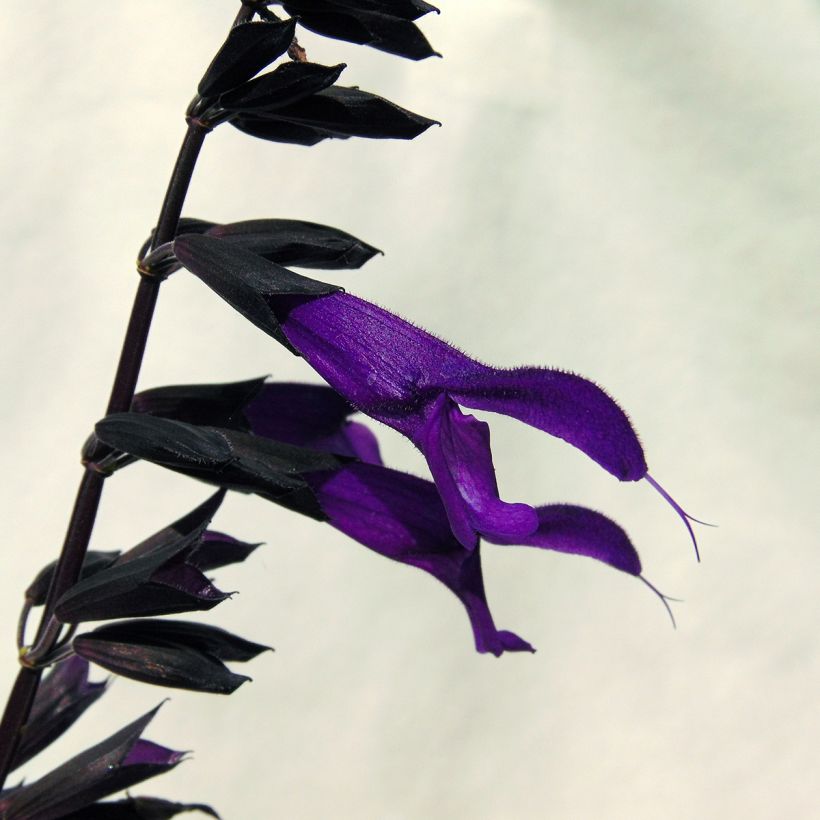 Salvia guaranitica Amistad - Reuzensalie (Bloei)