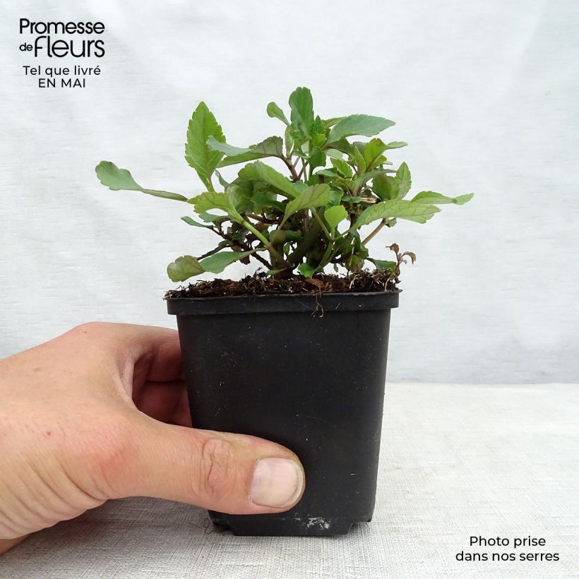 Exemplaar van Salie Ember's Wish Kweekpotje van 8/9 cm zoals geleverd in de lente