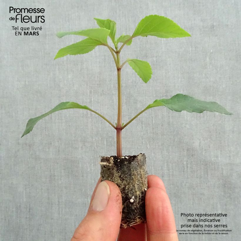 Exemplaar van Salie Ember's Wish Mini-mot Ø 3/4 cm zoals geleverd in de lente