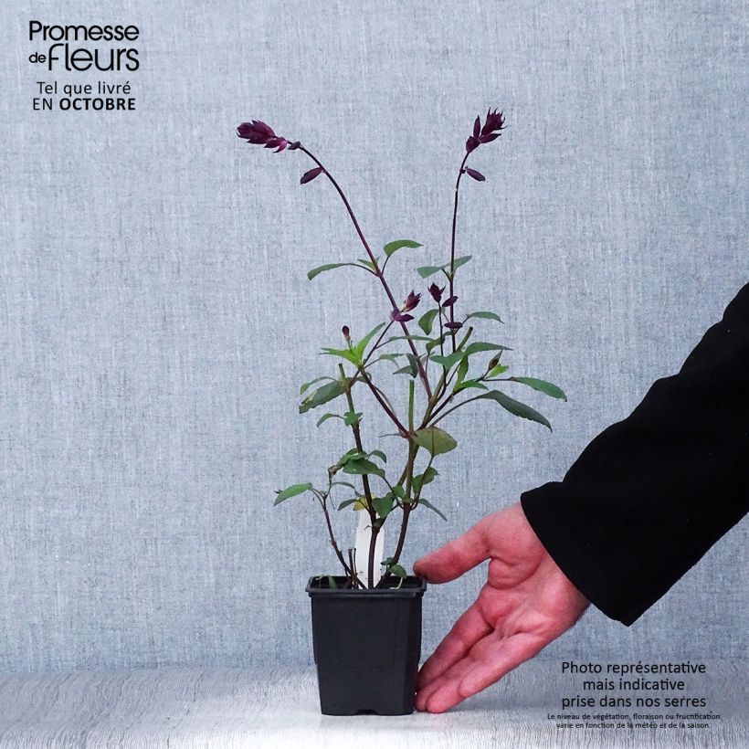 Exemplaar van Salvia Love and Wishes - Struiksalie Kweekpotje van 8/9 cm zoals geleverd in de herfst