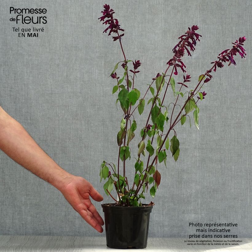 Exemplaar van Salvia Love and Wishes - Struiksalie Pot van 2 l/3 l zoals geleverd in de lente