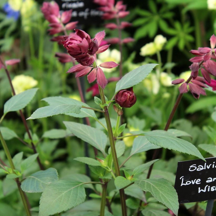 Salvia Love and Wishes - Struiksalie (Bloei)