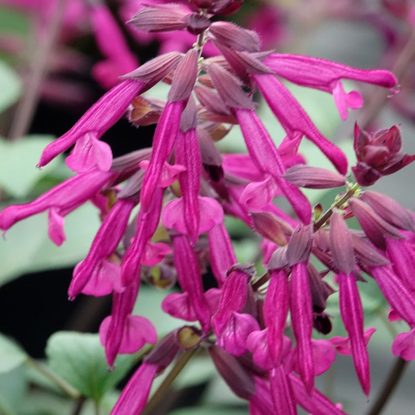 Salvia Love and Wishes - Struiksalie (Bloei)
