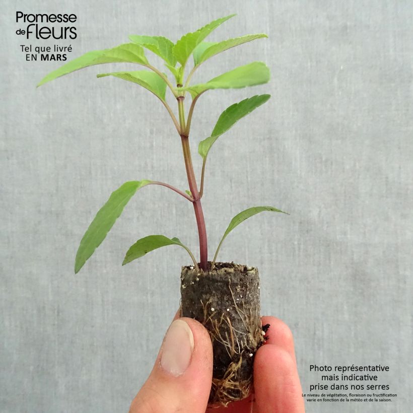 Exemplaar van Salvia Love and Wishes - Struiksalie Mini-mot Ø 3/4 cm zoals geleverd in de lente