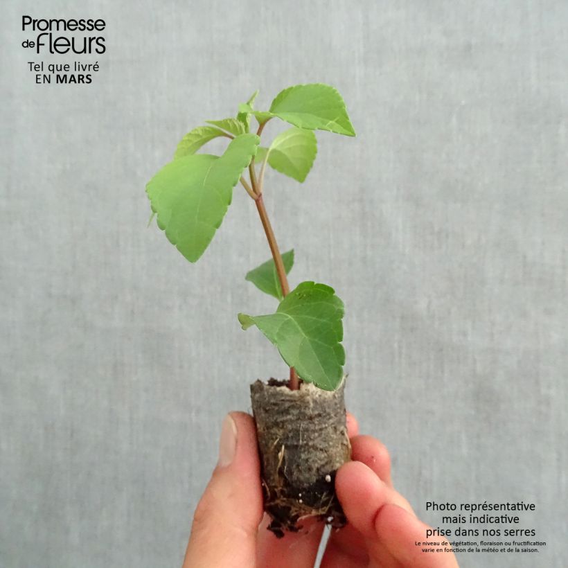 Exemplaar van Salvia Wendys Wish - Vuursalie Mini-mot Ø 3/4 cm zoals geleverd in de lente