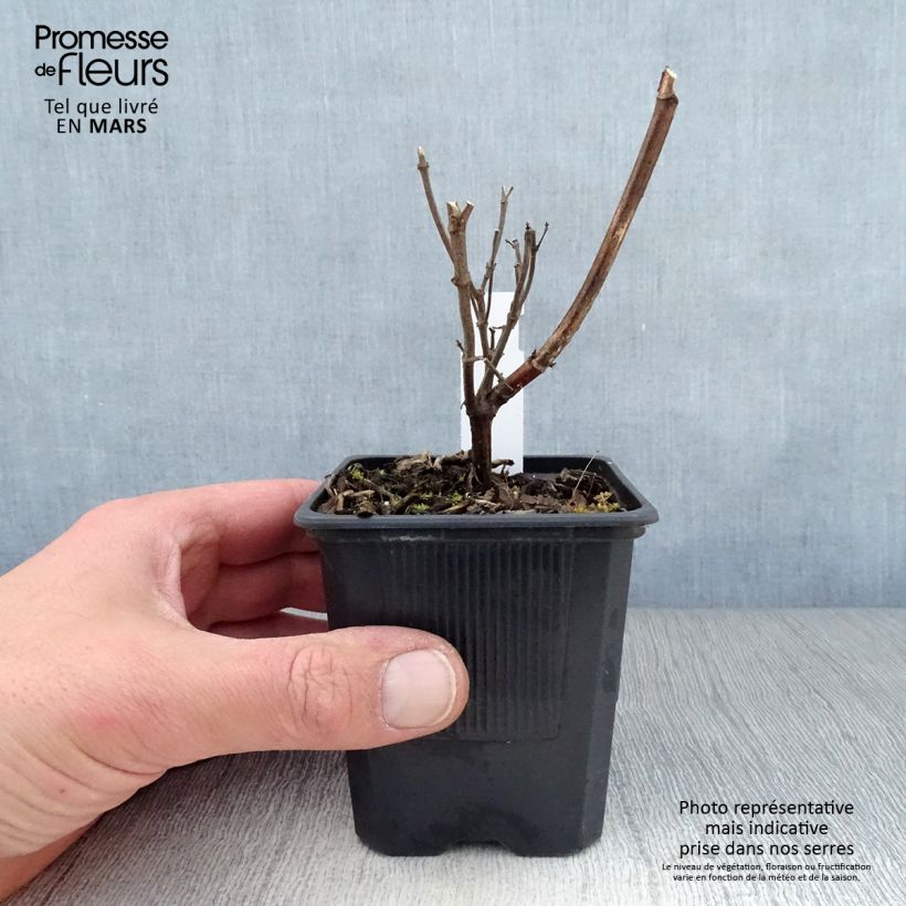 Exemplaar van Salvia Wendys Wish - Vuursalie Kweekpotje van 8/9 cm zoals geleverd in de lente