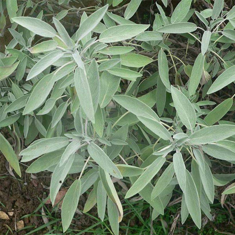 Echte salie - Salvia officinalis (Foliage)
