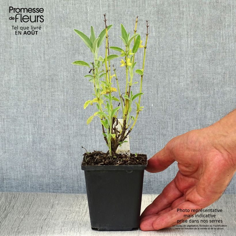 Exemplaar van Salvia officinalis Albiflora - Echte salie Kweekpotje van 8/9 cm zoals geleverd in de zomer