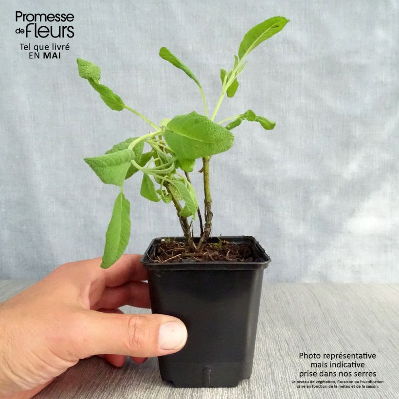 Exemplaar van Salvia officinalis Albiflora - Echte salie Kweekpotje van 8/9 cm zoals geleverd in de lente