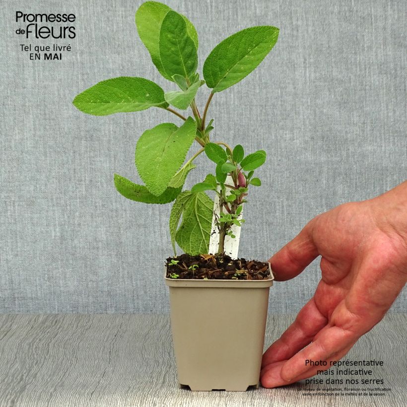 Exemplaar van Salvia officinalis Berggarten - Echte salie Kweekpotje van 8/9 cm zoals geleverd in de lente